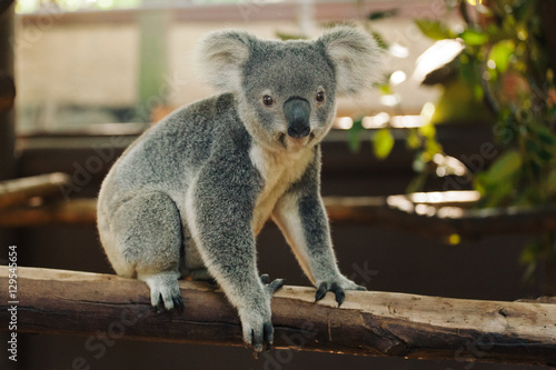 a close up of cute baby koala bear posing in the zoo, Australia