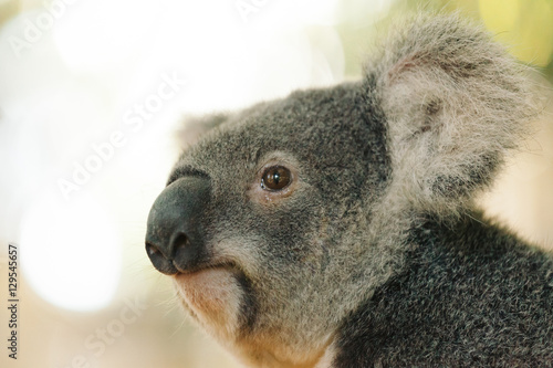 Fototapeta Naklejka Na Ścianę i Meble -  a portrait shot of koala bear