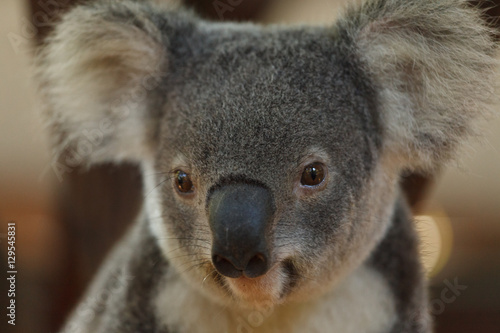 Photography a portrait of cute baby koala bear