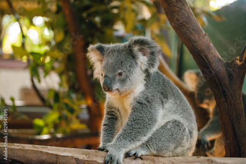 Fototapeta Naklejka Na Ścianę i Meble -  a close up of cute baby koala bear posing in the zoo, Australia