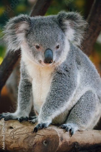 Fototapeta Naklejka Na Ścianę i Meble -  A cute baby Koala bear in the zoo