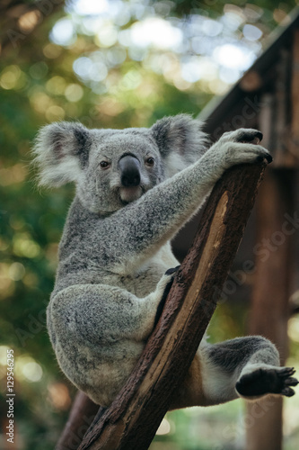 Fototapeta Naklejka Na Ścianę i Meble -  A cute baby Koala bear