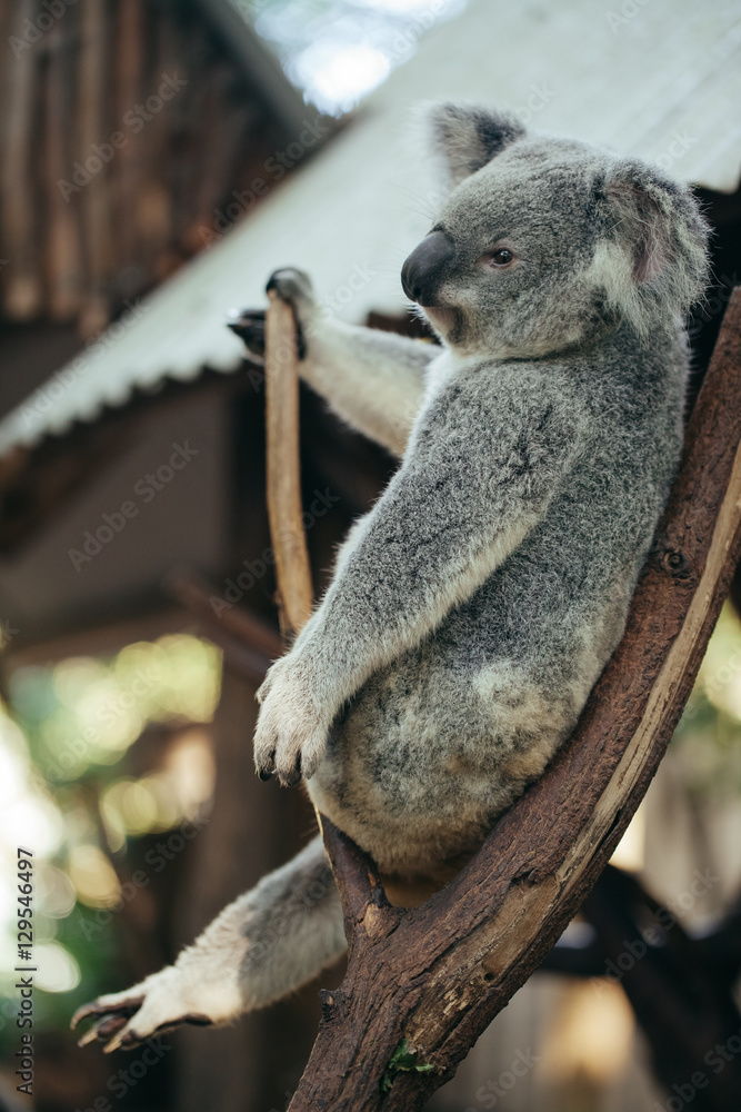Obraz premium A cute baby Koala bear resting on a tree branch