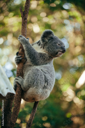 Fototapeta Naklejka Na Ścianę i Meble -  A cute baby Koala bear climbing a tree