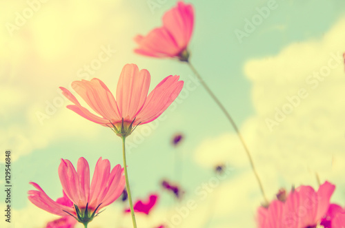 Cosmos flowers blooming in the garden © slonme