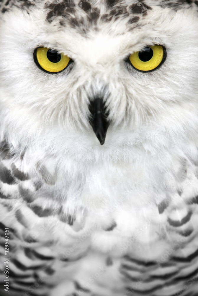 Obraz premium Close-up of the face of a snowy owl with yellow eyes