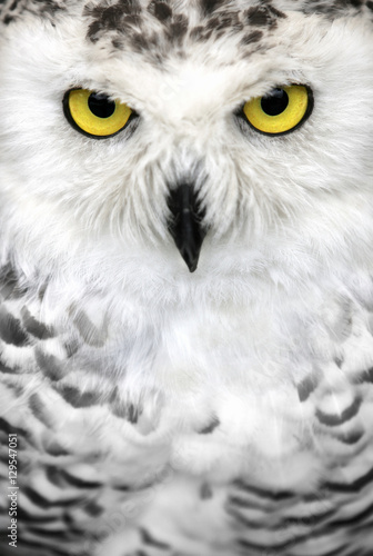 Canvas Print Close-up of the face of a snowy owl with yellow eyes