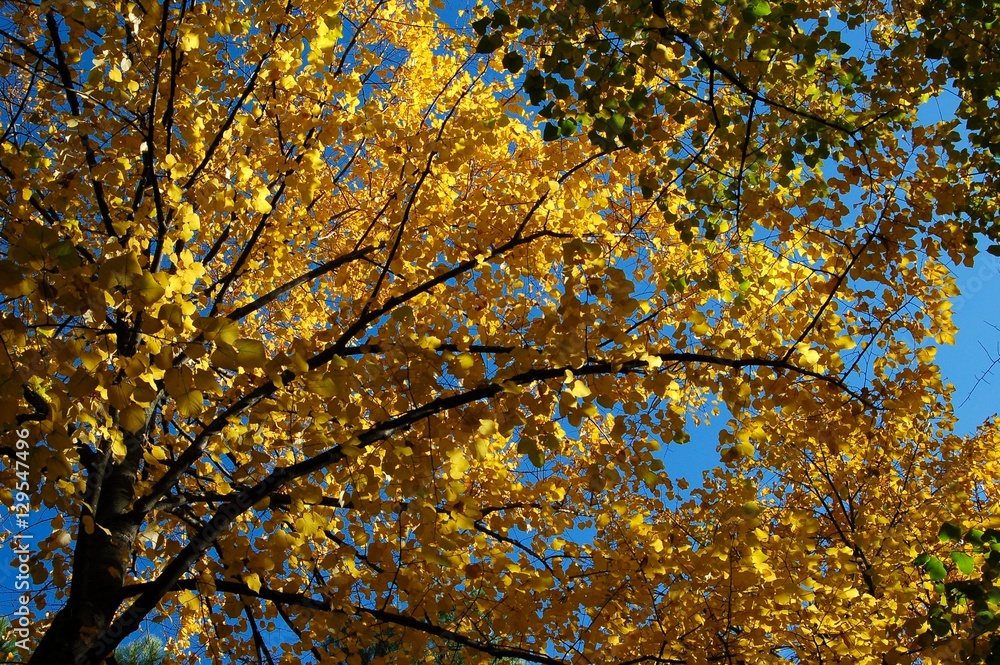 Autumn. Fall scene, Yellow Leafs on a tree. Autumn. Fall scene, Yellow Leafs on a tree.