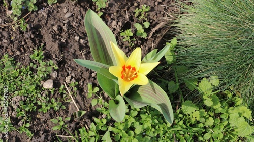 Wild yellow flowers