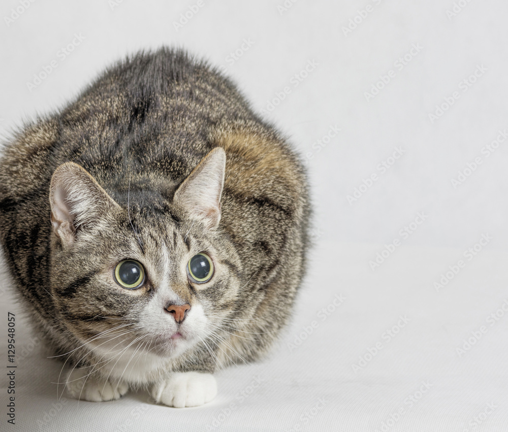 gray and white tabby cat gray and white tabby cat