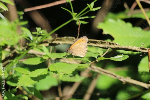 Brown butterfly on leaf