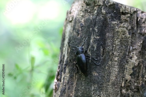 Black bug or insect