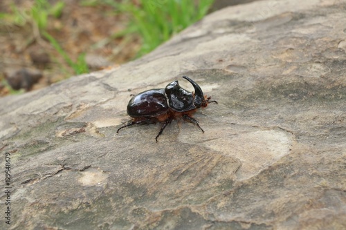 Rhinoceros beetle