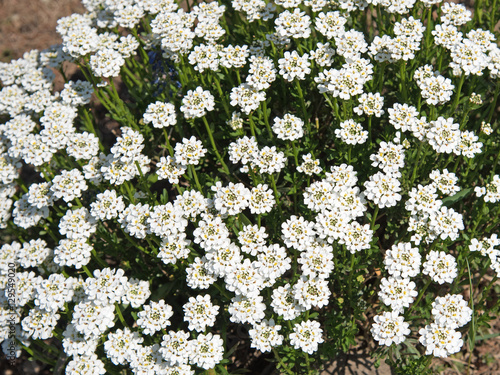 Schleifenblume, Iberis photo