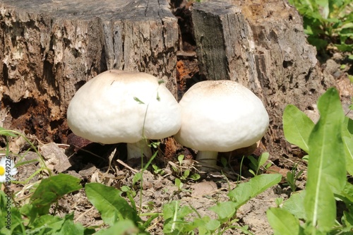 Forest mushrooms in the grass