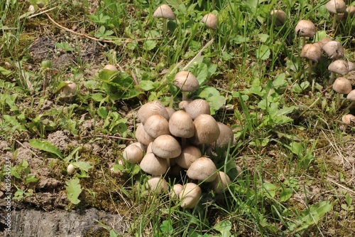 Forest mushrooms in the grass
