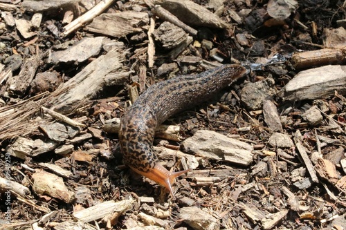 Tiger slug crawling on the gorund