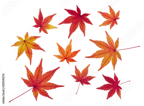 紅葉したモミジの葉