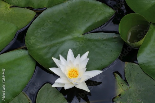 Waterlily in garden pond
