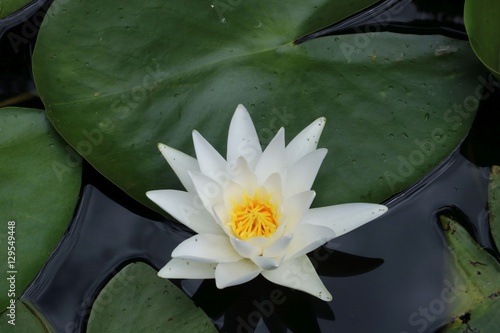 Waterlily in garden pond