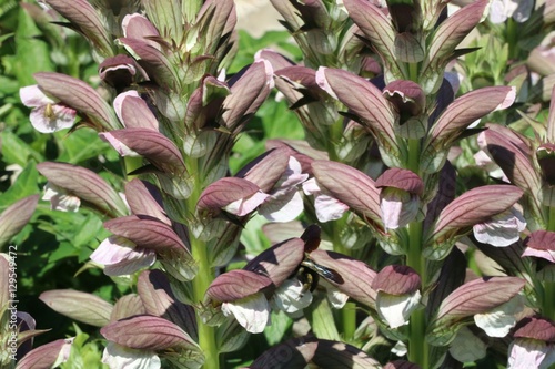 Wild flower with bee inside