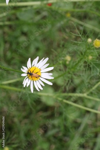 Gold bug or insect on flower