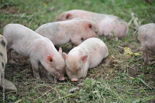 Pig farm. Little piglets © alipko
