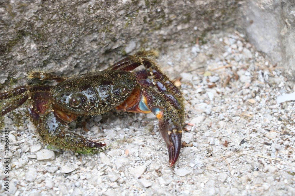Stone crab in fighting position