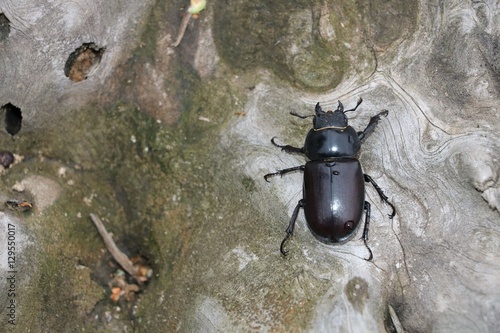 Female stag beetle (Lucanus cervus)