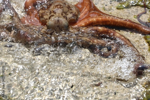Octopus vulgaris wildlife animal
