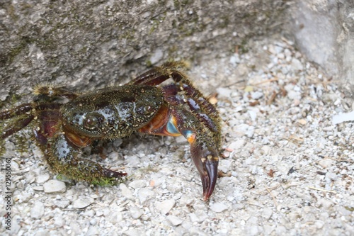 Stone crab in fighting position © mizlatic