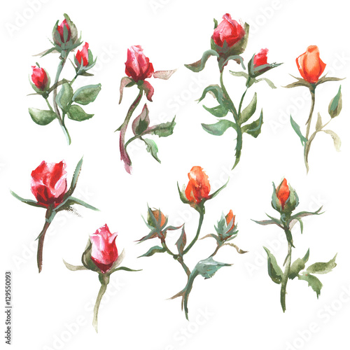 Watercolor raster illustration of set roses. 