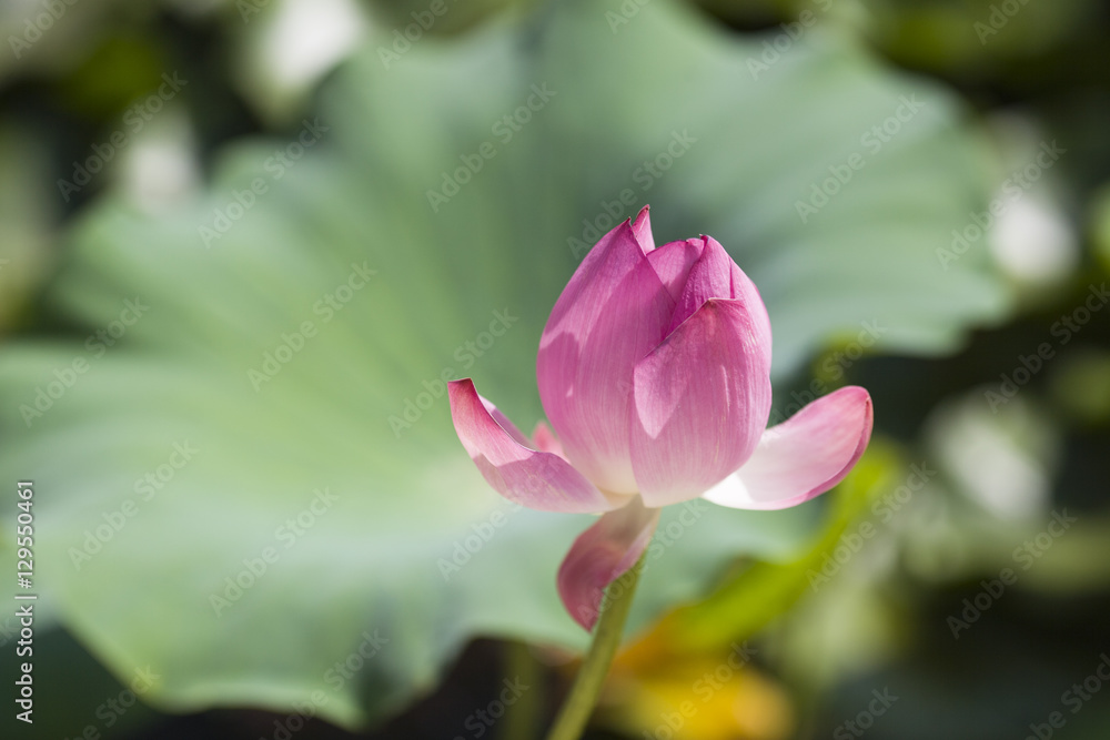 pink Lotus in the Botanical garden Abkhazia pink Lotus in the Botanical garden Abkhazia
