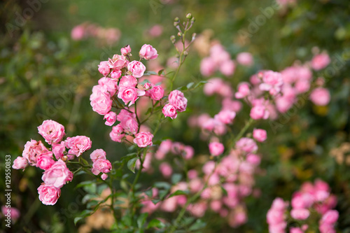 Vivid pink flowers. Selective soft focuse and boke on background