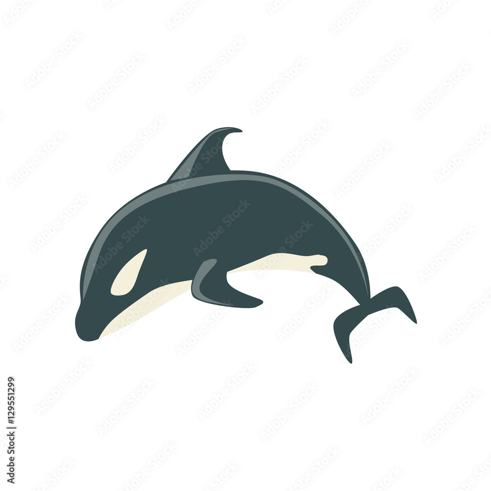 Naklejka premium Orca Black And White Arctic Killer Whale Swimming, Realistic Aquatic Mammal Vector Drawing