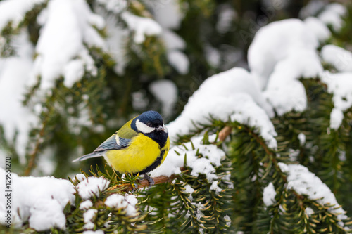 Great tit sits on spruce branch covered snow in winter forest.