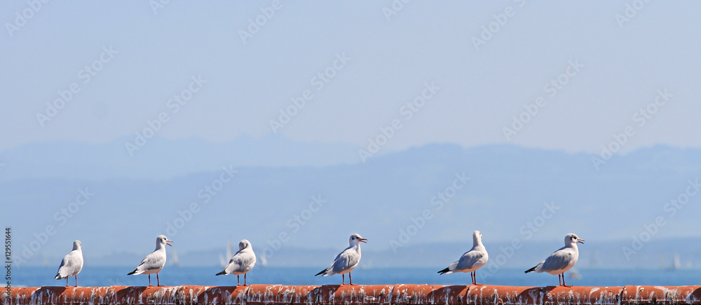 Naklejka premium Möwen - Bodensee