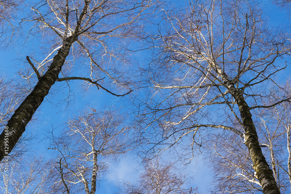 View looking up at birch branches and blue sky in winter day. View looking up at birch branches and blue sky in winter day.