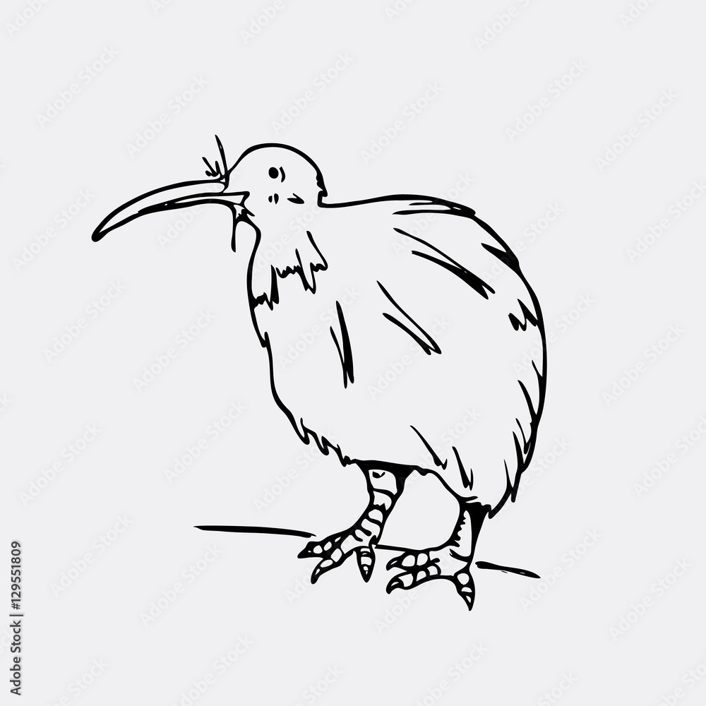 Hand-drawn pencil graphics, kiwi bird. Engraving, stencil style. Black and white logo, sign, emblem, symbol. Stamp, seal. Simple illustration. Sketch.