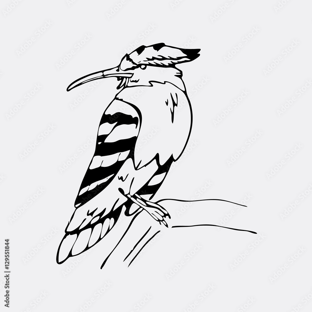 Hand-drawn pencil graphics, hoopoe, hornbill bird. Engraving ...