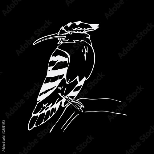 Hand-drawn pencil graphics, hoopoe, hornbill bird. Engraving, stencil style. Black and white logo, sign, emblem, symbol. Stamp, seal. Simple illustration. Sketch. photo