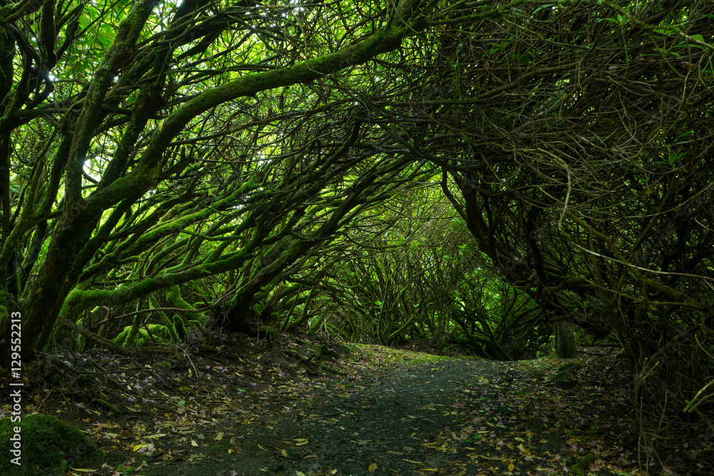 Obraz premium cursed path at dunvegan castle garden