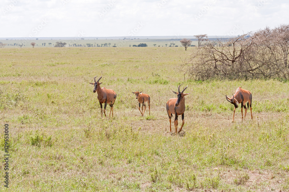Three adult and one young Topi antelope stand on savanna plain. Serengeti National Park, Great Rift Valley, Tanzania, Africa. Three adult and one young Topi antelope stand on savanna plain. Serengeti National Park, Great Rift Valley, Tanzania, Africa.