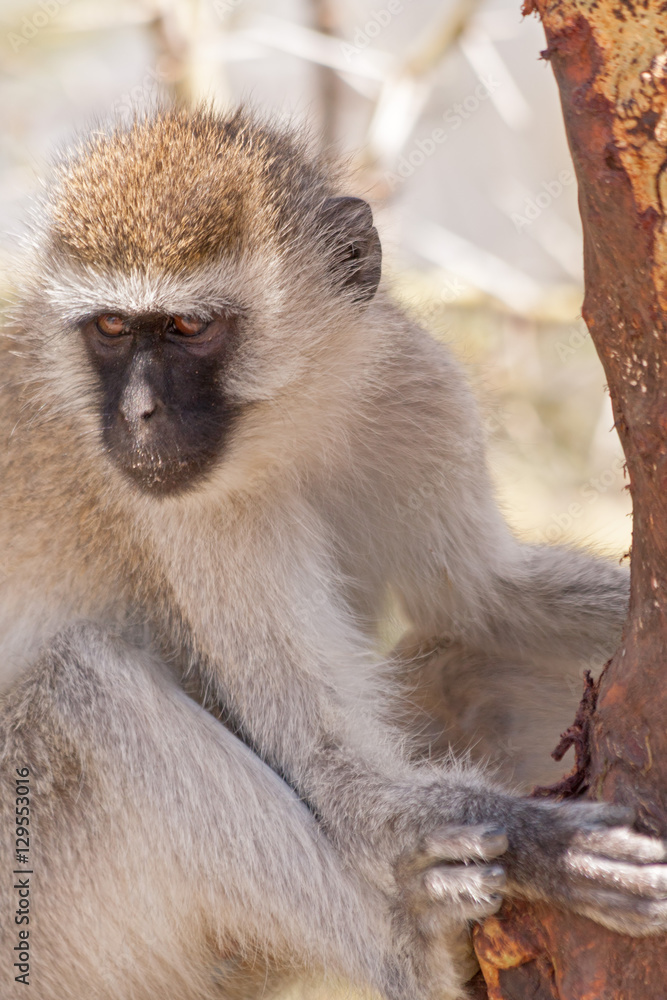 Green monkey (Chlorocebus sabaeus) sits on dead tree branch near trunk. Serengeti National Park, Great Rift Valley, Tanzania, Africa. Green monkey (Chlorocebus sabaeus) sits on dead tree branch near trunk. Serengeti National Park, Great Rift Valley, Tanzania, Africa.