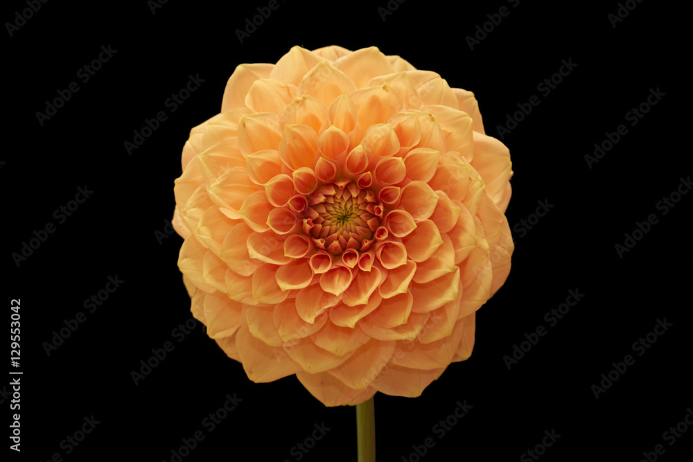 Dhalia ダリア Dhalia ダリア