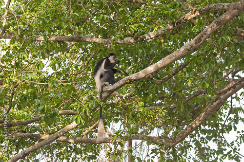 Black-and-white colobus  colobi  sits in profile on branch among leaves. Botanical Garden  Entebbe  Uganda  Africa.