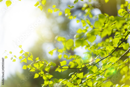 Bright spring background. Green young leaves and sun glare