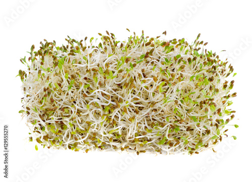 Sprouted alfalfa seeds isolated on a white background