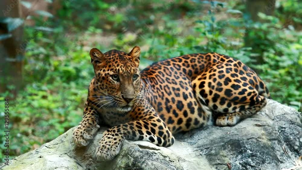 Leopard laying in chiangmai Thailand Leopard laying in chiangmai Thailand