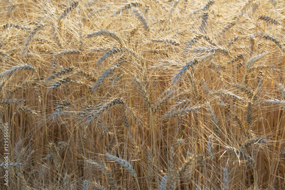 Fototapeta premium wheat field